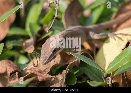 Ein Carolina Anole munches auf eine Spinne für das Mittagessen. Yates Mühle County Park, Raleigh, North Carolina. Stockfoto