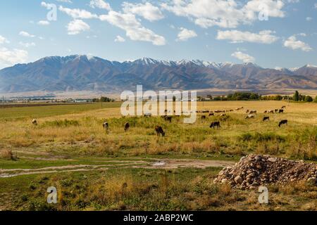 Auf der Weide auf dem Berge, Kühe und Schafe weiden in einer grünen Wiese, auf dem Hintergrund der Berge. Stockfoto