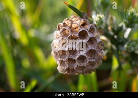 Junge paper Wasp Queen auf pflanzlichen Stammzellen. Feldwespe dominula Stockfoto