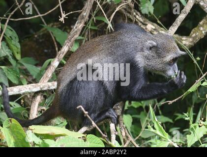 Ein Sykes' Affen (Cercopithecus albogularis) Futter für die Blätter. Arusha Nationalpark. Arusha, Tansania. Stockfoto