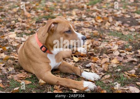 Cute American Staffordshire Terrier Welpe liegt auf orange Blätter im Herbst Park. Heimtiere. Reinrassigen Hund. Stockfoto