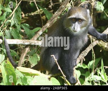 Ein Sykes' Affen (Cercopithecus albogularis) Futter für die Blätter. Arusha Nationalpark. Arusha, Tansania. Stockfoto