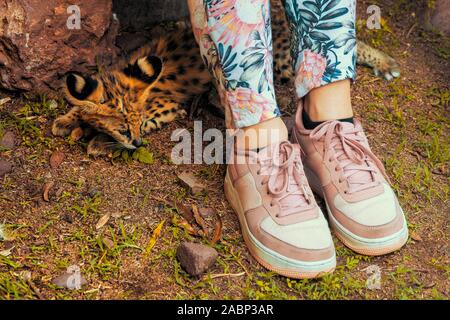 2 Monat alt serval Kätzchen (Leptailurus serval) versteckt sich unter die Beine eines Touristen in einer Zuchtstation in der Nähe von Cullinan, Südafrika Stockfoto