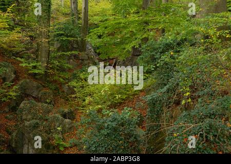 Felsenmeer, berühmte Naturschutzgebiet, Meer von Felsen in der Nähe von Hemer, Sauerland, wild-romantischen Buchenwald im Herbst, Herbst, in Deutschland, in Europa. Stockfoto