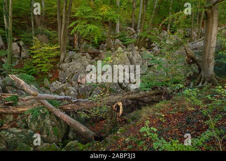 Felsenmeer, berühmte Naturschutzgebiet, Nationaler Geotop, Meer von Felsen, Felsen Chaos mit alten Buchen und totes Holz von Hemer, Deutschland, Europa. Stockfoto
