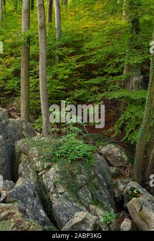 Felsenmeer, berühmte Naturschutzgebiet, Meer, rock Chaos von Hemer, wild-romantischen Buchenwald im Herbst, Herbst, Westfalen, Deutschland, Europa. Stockfoto