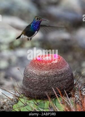 Ein männlicher Sapphire - spangled Emerald (Amazilia lactea) Fütterung auf die rosa Blüten von Melonen Kaktus (Melocactus zehntneri). Bahia, Brasilien. Stockfoto