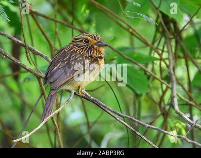 Ein Crescent-chested Puffbird (Malacoptila Striata) auf einem Zweig in der Atlantischen Wald von Bahia gehockt, NE Brasilien, Südamerika. Stockfoto