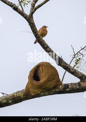 Ein Rufous Hornero (Furnarius rufus), oder Backofen Vogel weil der Ofen geformte Nest, der Bewachung seines Ton Nest. MInas Gerais, NE Brasilien, Südamerika. Stockfoto