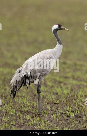 Kranich/Graukranich (Grus Grus), Erwachsener, stehend auf Ackerland, Winterweizen, während der Migration, Wildlife, Europa. Stockfoto