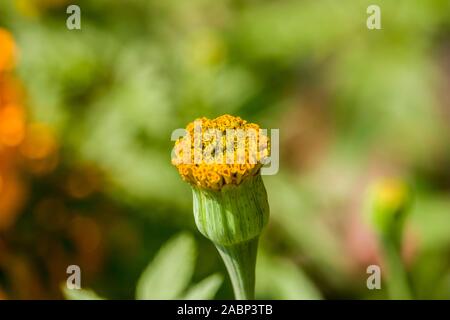 Ringelblume Knospe Stockfoto