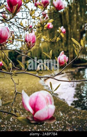 Kirschblüten in voller Blüte Stockfoto