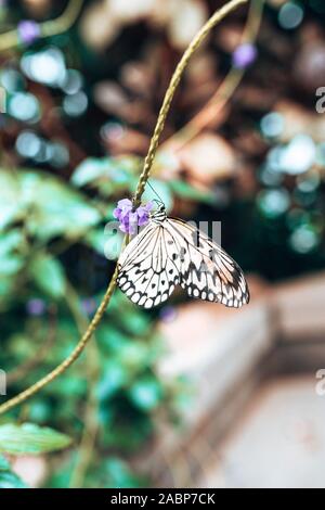 Mädchen sitzt auf der Bank in einem Coffee Shop Stockfoto
