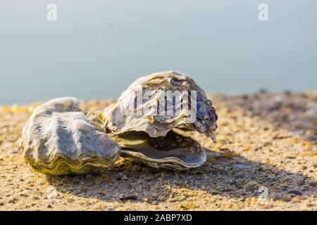 Zwei Austernschalen in Nahaufnahme, Meer und Strand Hintergrund, Marine Life Tier shell Stockfoto