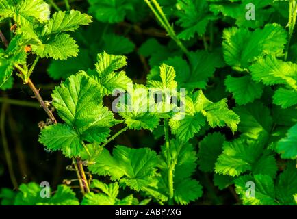 Brambles mit grünen Blättern eines berry Werk in Nahaufnahme, tropische Pflanze specie aus Nordamerika, Gartenbau Hintergrund Stockfoto