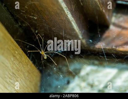 Daddy Long Legs Spinne im Netz, gemeinsames Haus Spinne, Kannibalistische specie beim Essen ist erschrickt Stockfoto