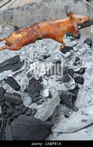 Meerschweinchen oder Cuy, wie es in Südamerika genannt ist eine lokale Spezialität, die einzigartig für das Hochland von Peru, Bolivien und Ecuador. Stockfoto