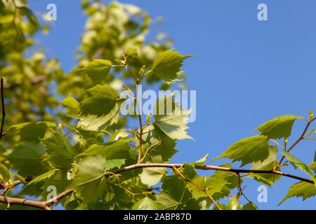 Neue Frühlingsblätter eines städtischen Baumes der mongolischen Lime (Tilia mongolica), London, Großbritannien Stockfoto