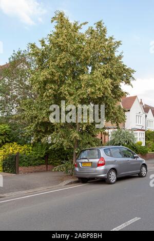 Mongolische Lime (Tilia mongolica) Stadtbaum in Blüte, London, Großbritannien Stockfoto