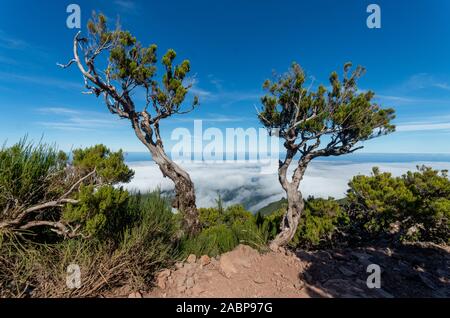 Die armen Bäume wachsen durch den Pfad von Pico Arieiro zum Pico Ruivo, Madeira. Stockfoto