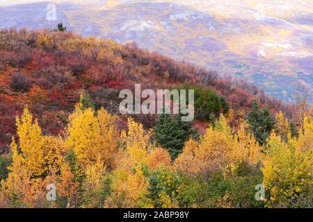 Alaskan Wald im Herbst Farben Stockfoto