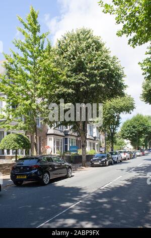 Reife Straßenbäume, darunter eine Silberkalke (Tilia tomentosa), in einer viktorianischen Wohnstraße, Penzance, Cornwall, Großbritannien Stockfoto