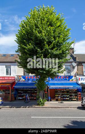 Straßenbaum von Common Lime (Tilia x europaea), vor einer Reihe von lokalen Geschäften, Enfield, London, Großbritannien Stockfoto