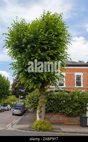 Straßenbaum aus gewöhnlicher Lime oder Linden (Tilia x europaea) auf einer viktorianischen Allee im nördlichen Londoner Vorort Crouch End, London N8, Großbritannien Stockfoto