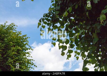 Blätter eines Straßenbaums aus gewöhnlicher Limette oder Linden (Tilia x europaea) auf einer viktorianischen Allee im nördlichen Londoner Vorort Crouch End, London N8, Großbritannien Stockfoto