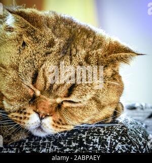 Schlafen Scottish Fold Katze Kopf auf einem unscharfen Hintergrund Stockfoto