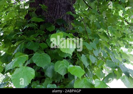 Blätter eines Straßenbaums aus gewöhnlicher Limette oder Linden (Tilia x europaea) auf einer viktorianischen Allee im nördlichen Londoner Vorort Crouch End, London N8, Großbritannien Stockfoto