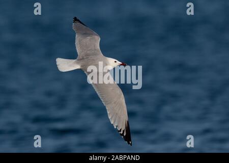 Audouins Gul im Flug, Larus audouinii, Mallorca, Spanien Stockfoto