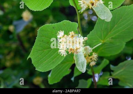 Blumendetail eines Straßenbaums aus gelber Lime oder Linden (Tilia x europaea) auf einer viktorianischen Allee im nördlichen Londoner Vorort Crouch End, London N8, Großbritannien Stockfoto