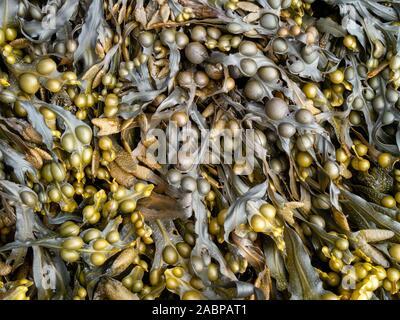 Blase Wrack Algen (Fucus Vesiculosus) wächst auf einem schottischen Strand, Scotland, UK Stockfoto