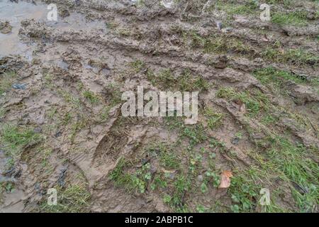 Mehrere menschliche Fußspuren, Hund Pfotenabdrücke und Tracks auf schlammigem Pfad für Stick im Schlamm, matschigen Textur, schlammige Oberfläche, Schlamm, Winter Schlamm, sumpfigen Stockfoto