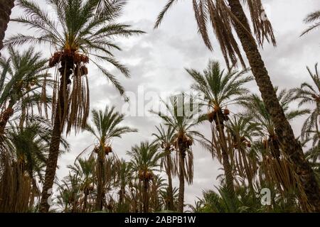 Termine auf einem Palmen mit bewölktem Himmel hinter in Tunesien Stockfoto