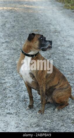 Großer Hund Jagd im Louisiana swamp Stockfoto