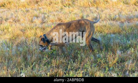 Großer Hund Jagd im Louisiana swamp Stockfoto