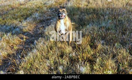 Großer Hund Jagd im Louisiana swamp Stockfoto