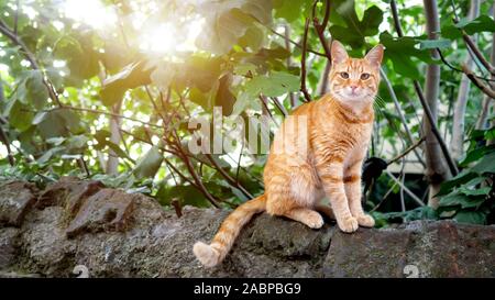 Wilde rote Katze sitzt auf einem Stein und Blick in die Kamera, Copyspace Stockfoto