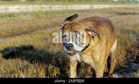 Großer Hund Jagd im Louisiana swamp Stockfoto