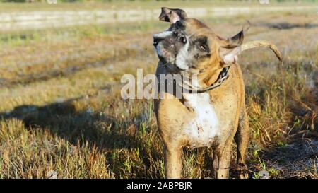 Großer Hund Jagd im Louisiana swamp Stockfoto