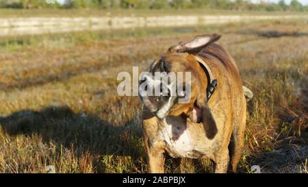 Großer Hund Jagd im Louisiana swamp Stockfoto