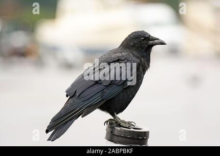 In Valdez Alaska Raven Stockfoto