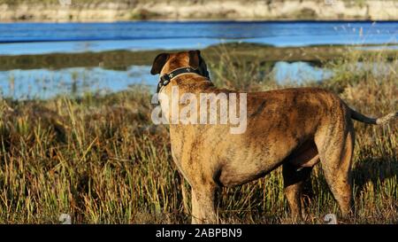 Großer Hund Jagd im Louisiana swamp Stockfoto