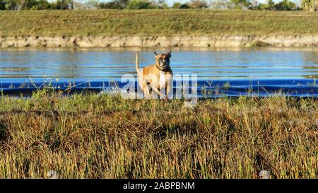 Großer Hund Jagd im Louisiana swamp Stockfoto