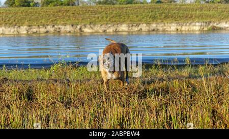 Großer Hund Jagd im Louisiana swamp Stockfoto