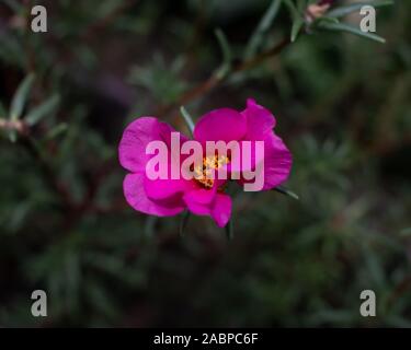 PORTULACA grandiflora Stockfoto