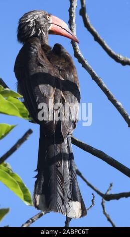 Männliche gekrönt Nashornvogel (Lophoceros alboterminatus). Kilimanjaro National Park, Tansania. Stockfoto