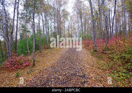 Alaskan Wald im Herbst Farben Stockfoto